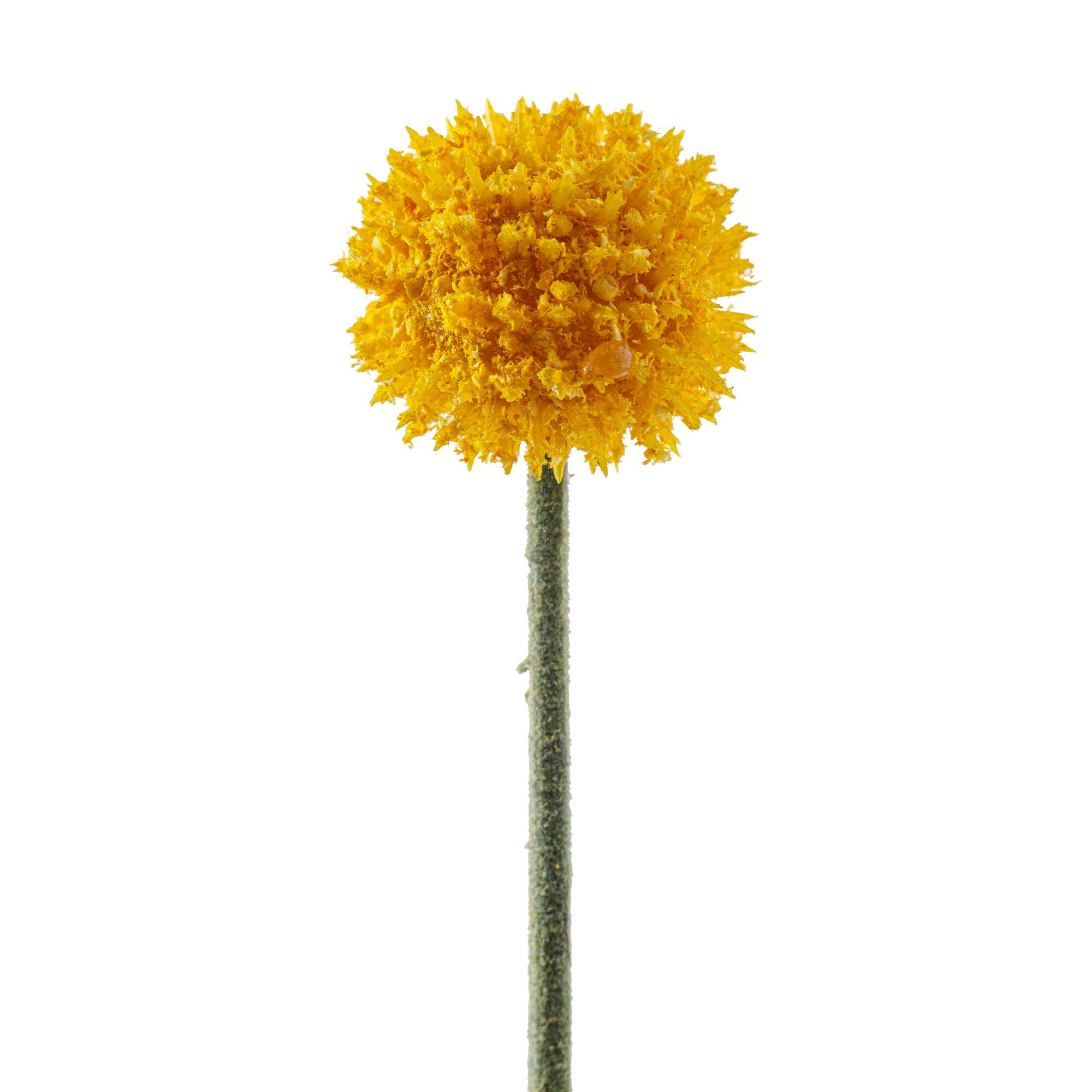 Yellow Billy Ball Stem by Ashland®